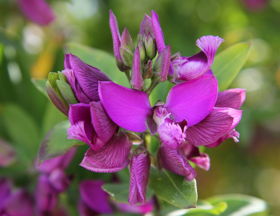 Изображение особи Polygala myrtifolia.