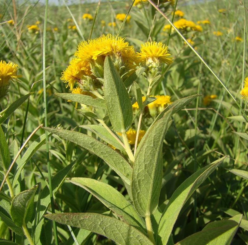 Image of Inula germanica specimen.