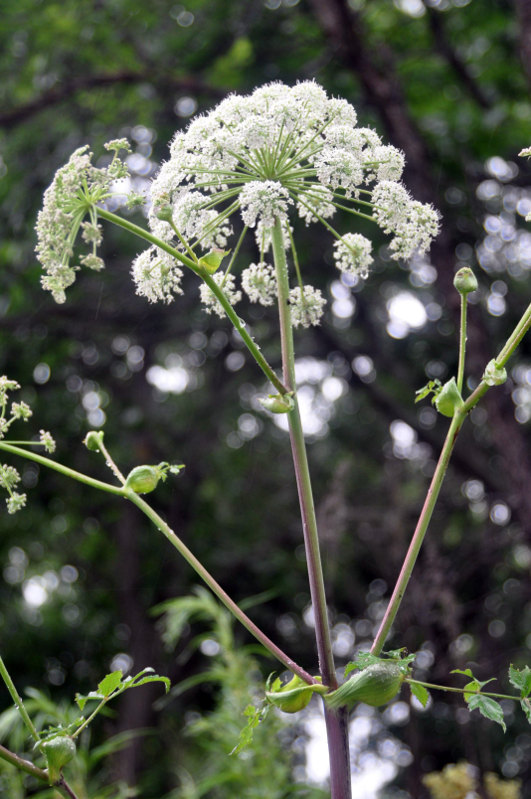 Image of Angelica cincta specimen.