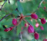 Malus × purpurea