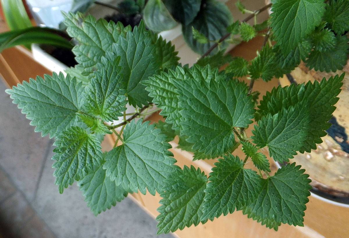 Image of Urtica dioica specimen.