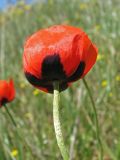 Papaver stevenianum. Цветок. Украина, Донецкая обл., Новоазовский р-н, НПП \"Меотида\", Еланчанский под. 27.04.2014.