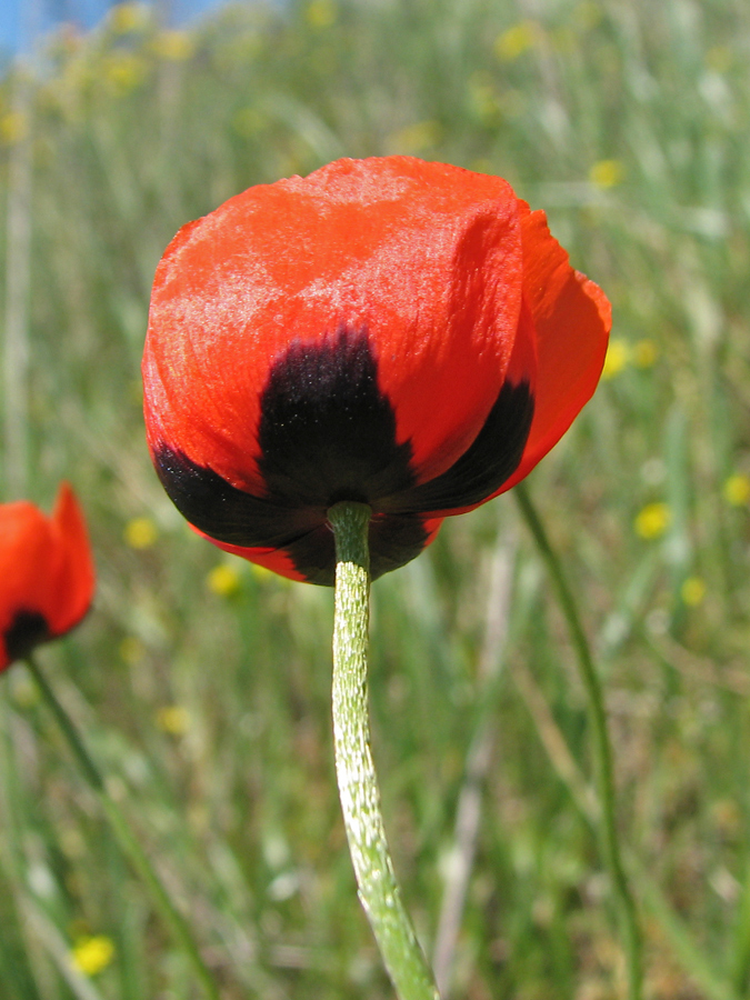 Image of Papaver stevenianum specimen.