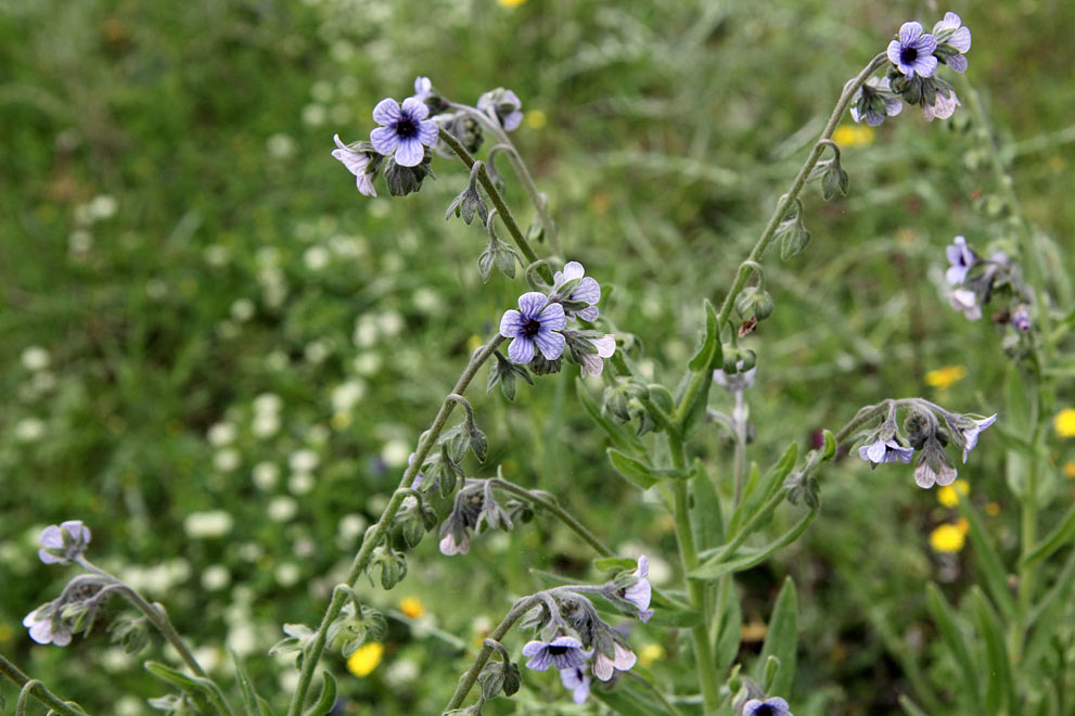 Image of Cynoglossum creticum specimen.