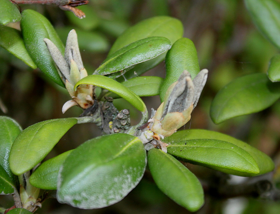 Изображение особи Rhododendron yakushimanum.