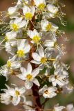 Eremurus lactiflorus