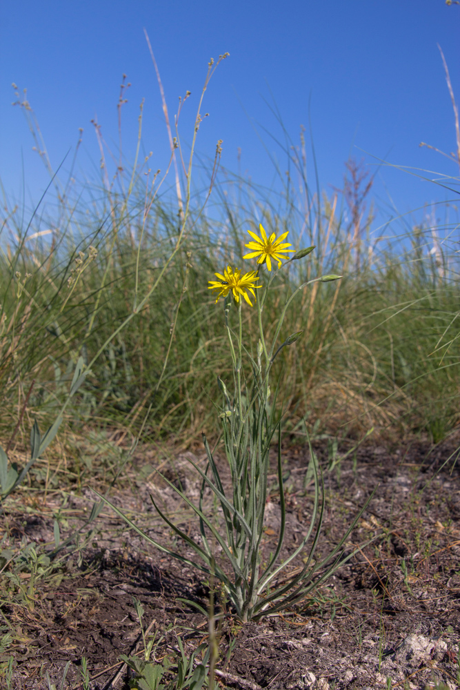 Изображение особи Scorzonera stricta.
