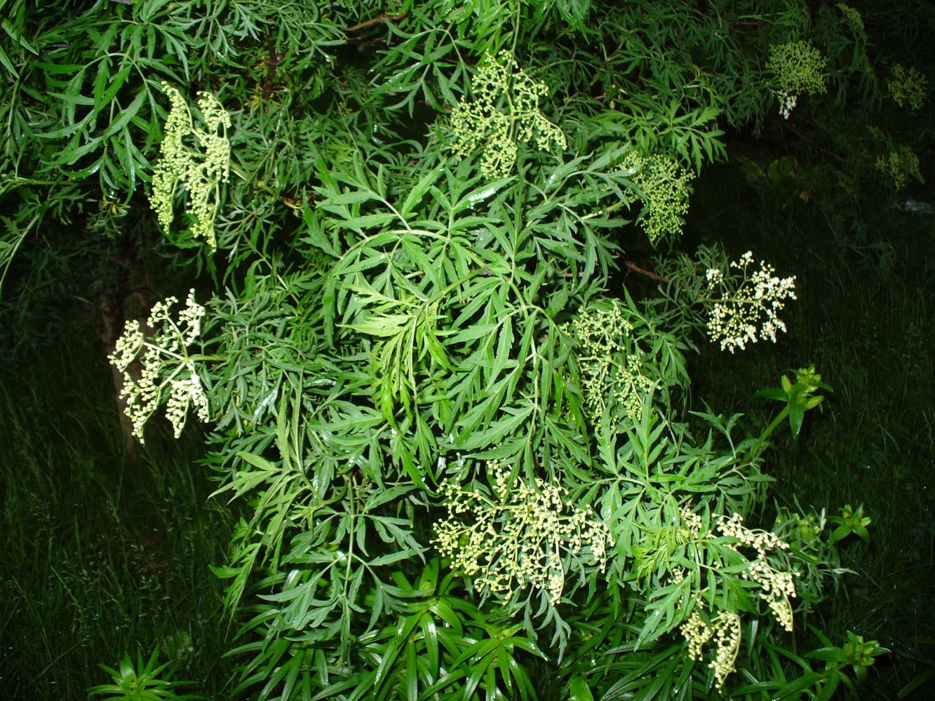Изображение особи Sambucus nigra f. laciniata.