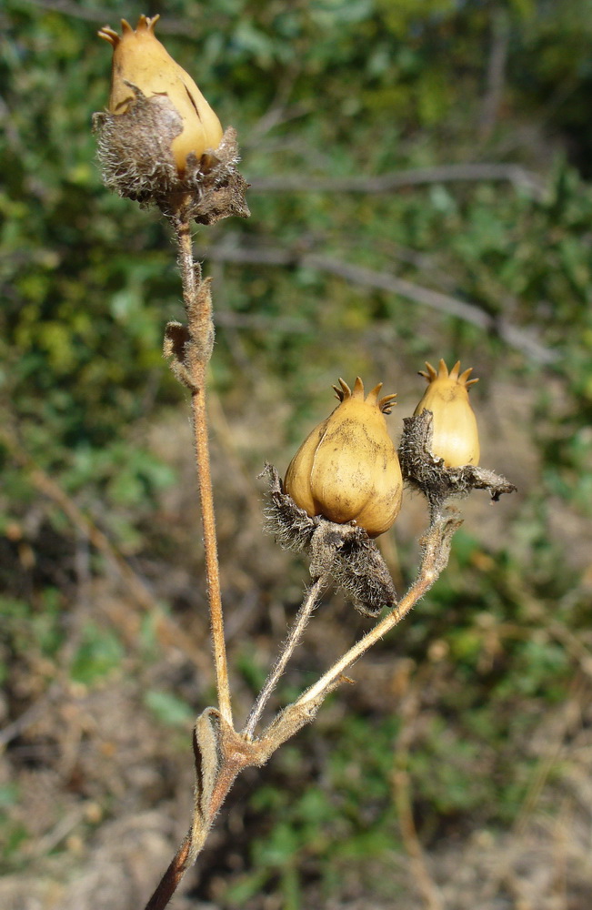 Image of genus Melandrium specimen.