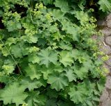 Alchemilla xanthochlora. Цветущее растение. Германия, г. Дюссельдорф, Ботанический сад университета. 02.06.2014.