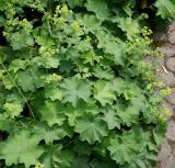 Alchemilla xanthochlora