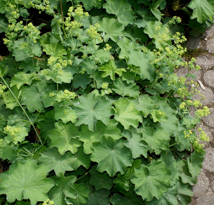 Изображение особи Alchemilla xanthochlora.