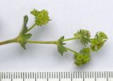 Alchemilla caucasica