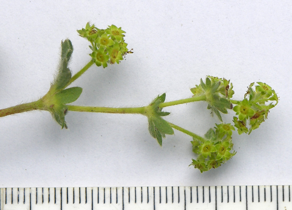 Изображение особи Alchemilla caucasica.