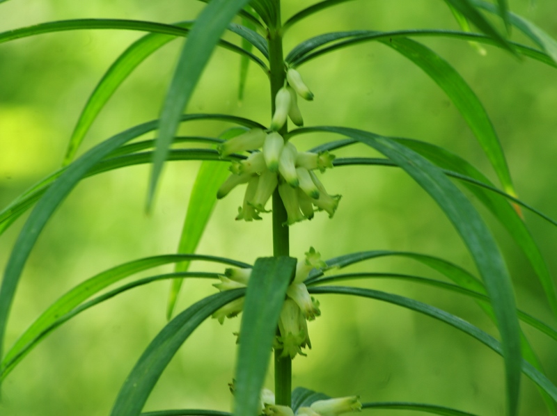 Изображение особи Polygonatum stenophyllum.