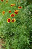 Coreopsis tinctoria