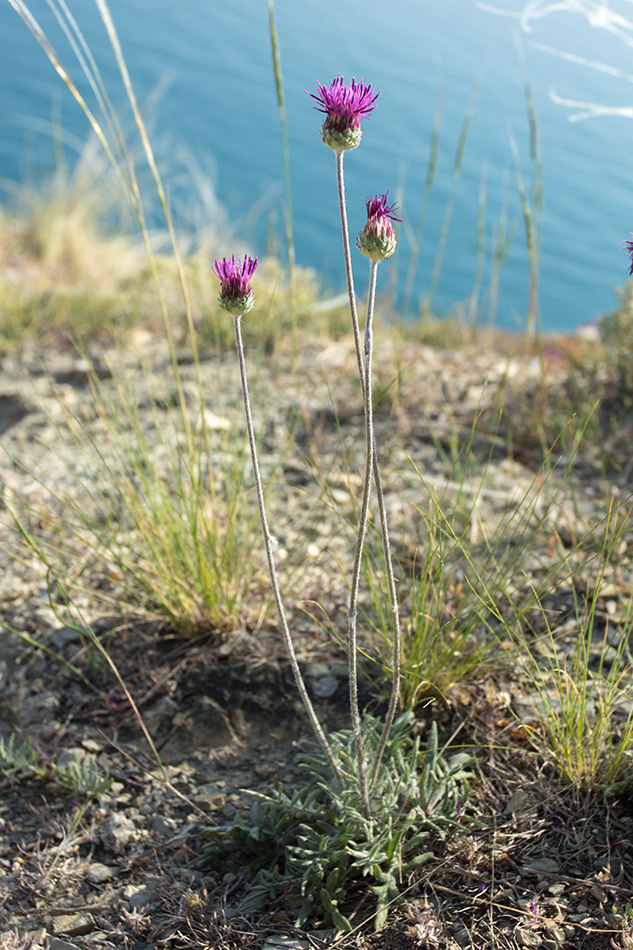 Image of Jurinea blanda specimen.