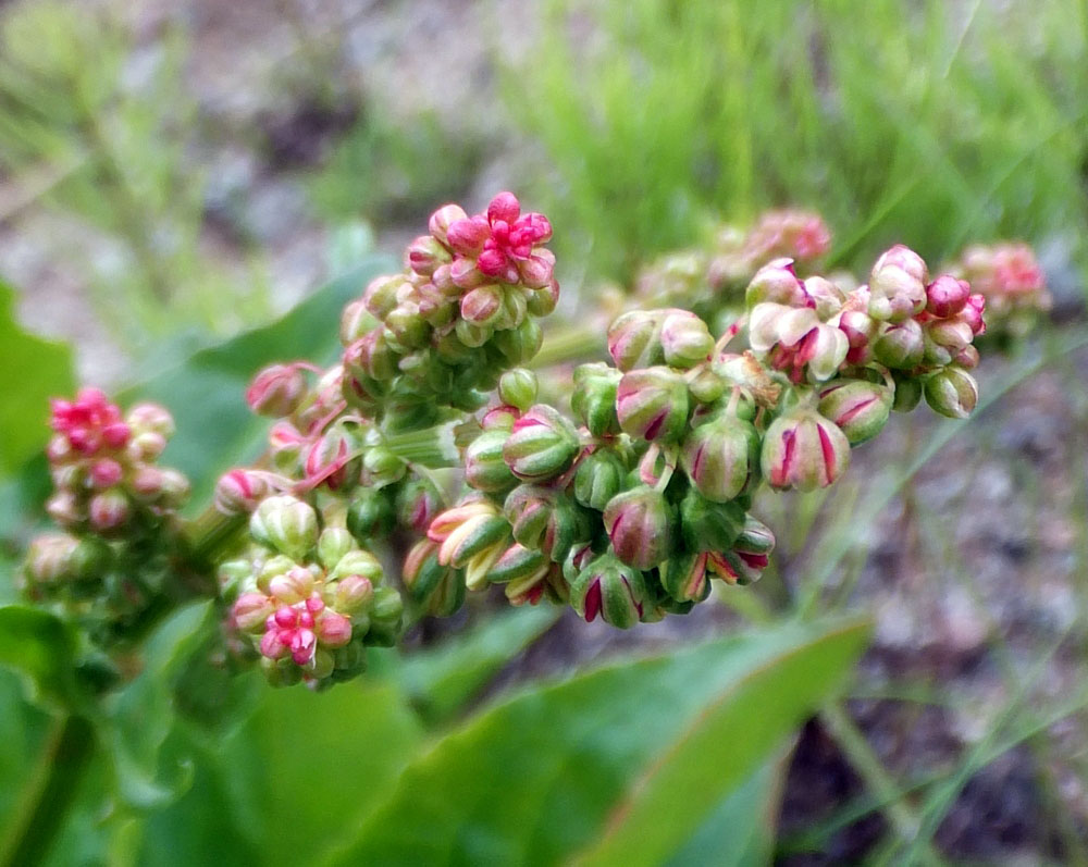 Изображение особи Rumex lapponicus.