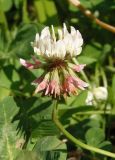 Trifolium repens. Соцветие. Украина, Львовская обл., Дрогобычский р-н, г. Трускавец, Помярки, возле дороги. 03.06.2014.