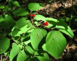 Lonicera xylosteum