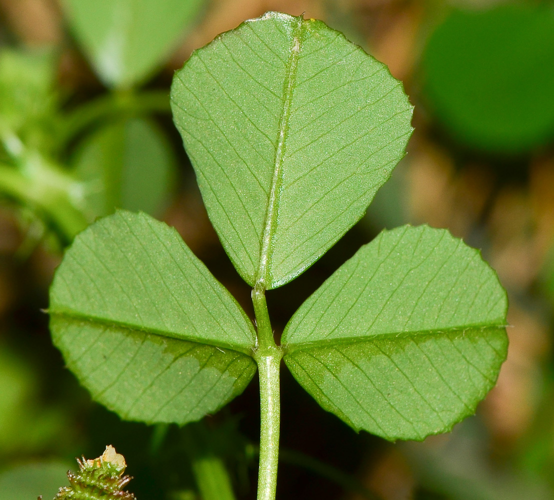 Изображение особи Medicago polymorpha.