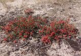 Ephedra distachya