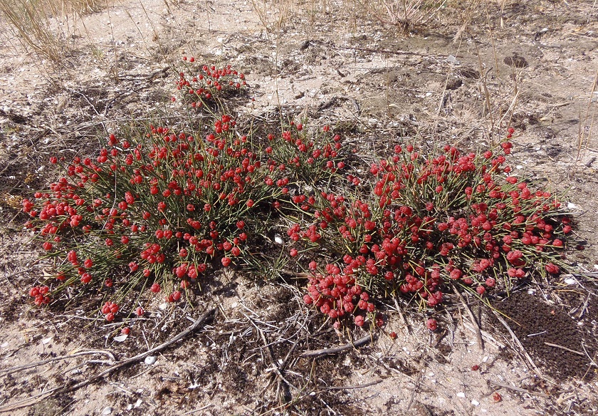 Изображение особи Ephedra distachya.