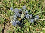 Eryngium planum. Верхушка цветущего растения. Карачаево-Черкесия, окр. г. Теберда. 02.08.2014.