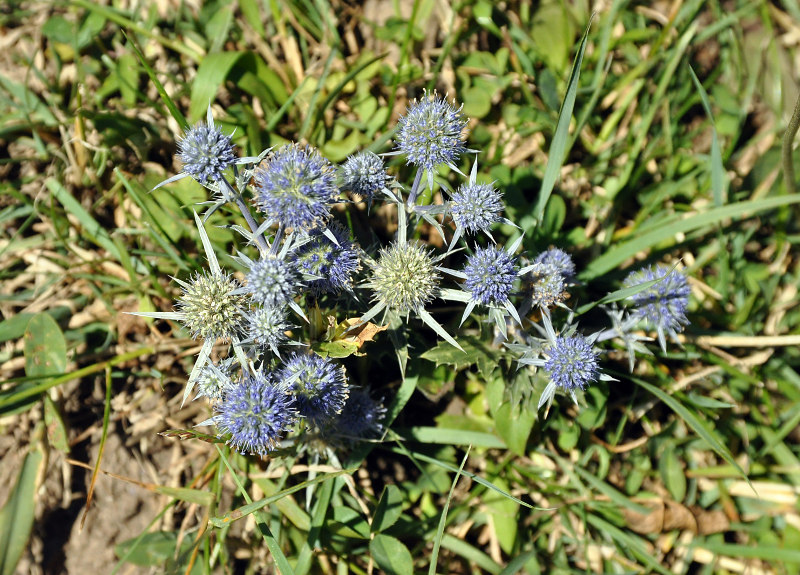 Изображение особи Eryngium planum.