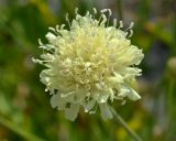 Cephalaria coriacea