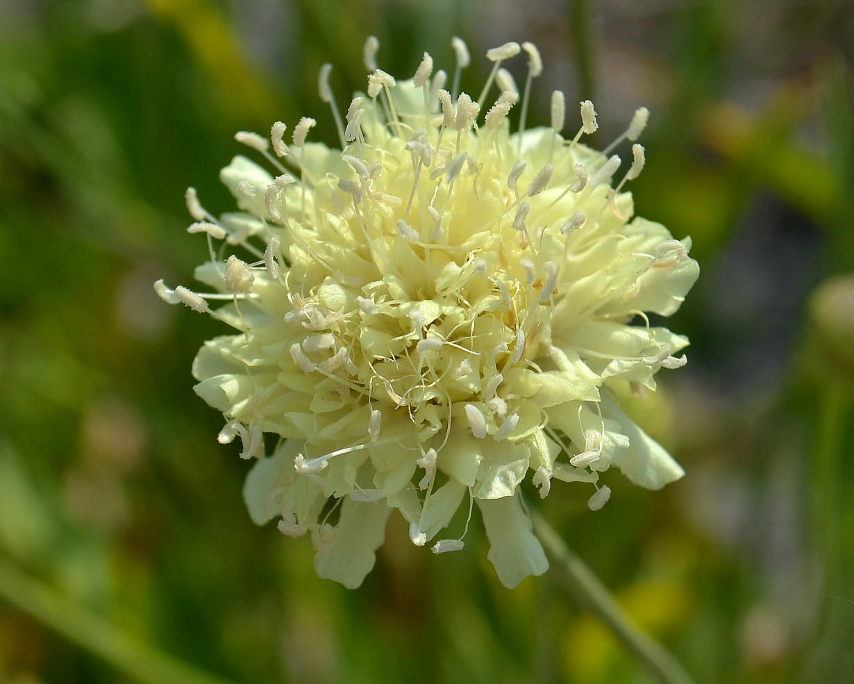 Изображение особи Cephalaria coriacea.