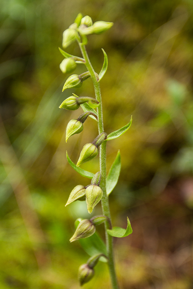 Image of Epipactis helleborine specimen.