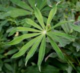 Lupinus × regalis. Лист. Германия, г. Дюссельдорф, Ботанический сад университета. 05.09.2014.