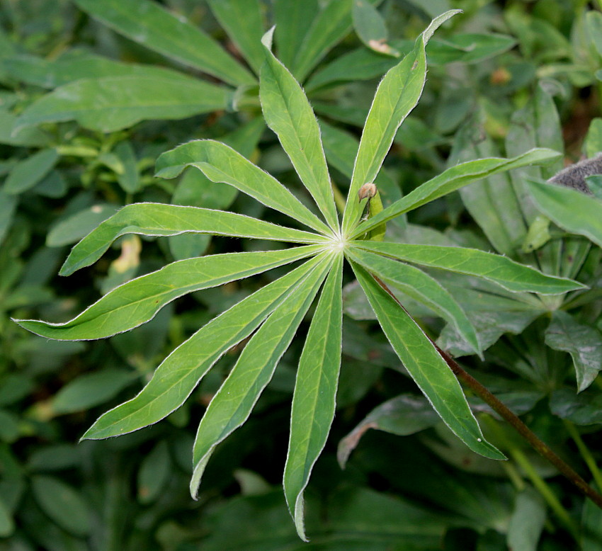 Изображение особи Lupinus &times; regalis.