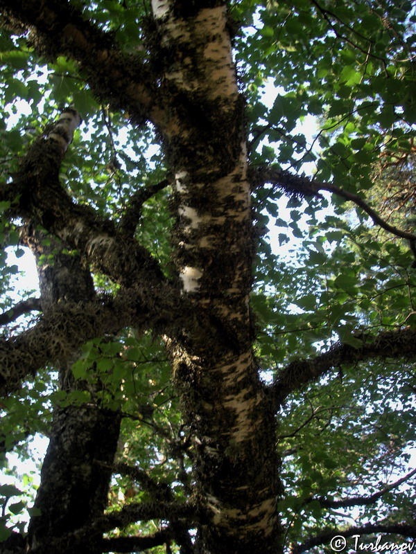 Изображение особи Betula pendula.