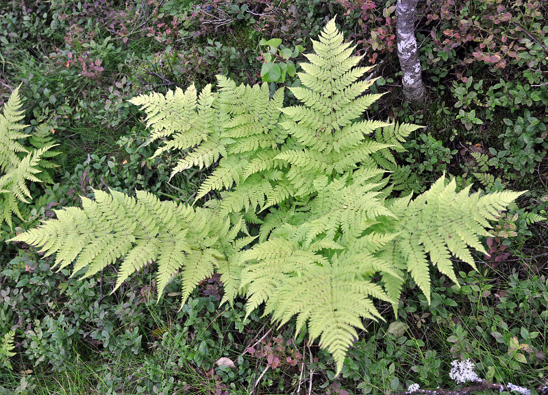 Image of Dryopteris expansa specimen.