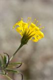 Hieracium filifolium. Соцветие (вид со стороны обертки). Ленинградская обл., Лужский р-н, окр. дер. Сяберо, беломошный сосновый бор. 07.09.2014.