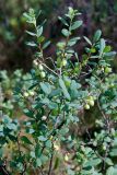 Vaccinium uliginosum. Верхушка растения с незрелыми плодами. Московская обл., Истринский р-н, Павловская слобода. 24.06.2007.