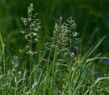 genus Poa. Верхушка расцветающего растения. Московская обл., Раменский р-н, окр. ж.-д. платформы Хрипань, просека под ЛЭП. 01.06.2014.