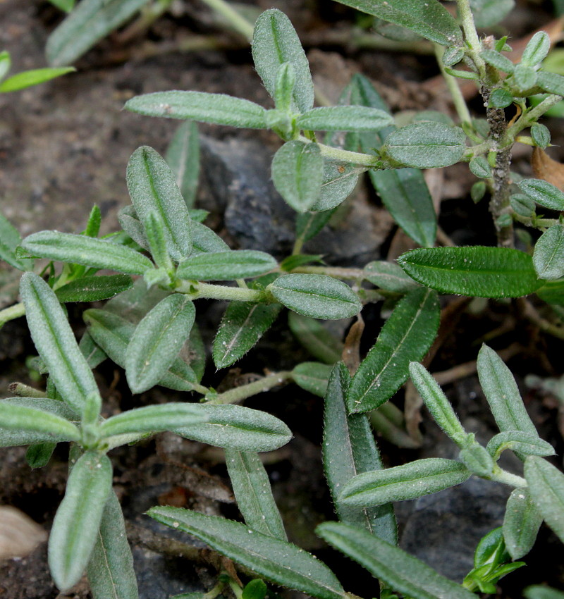 Image of Helianthemum nummularium specimen.