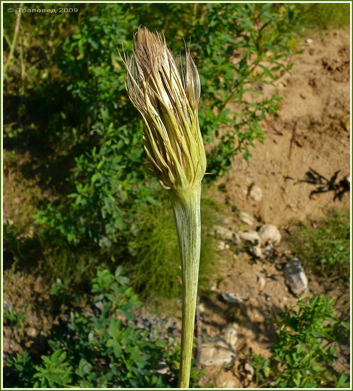 Image of Tragopogon dubius ssp. major specimen.