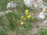 Erysimum cuspidatum