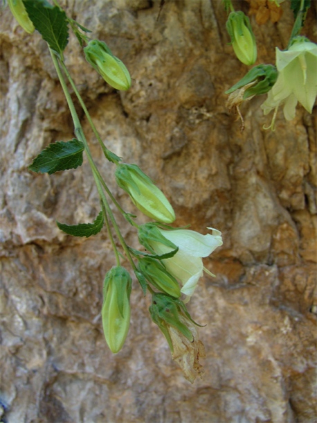 Image of Campanula pendula specimen.