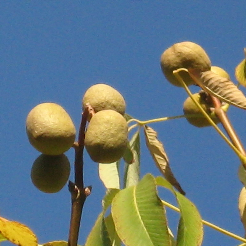 Изображение особи Aesculus pavia.