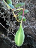 Capparis sicula