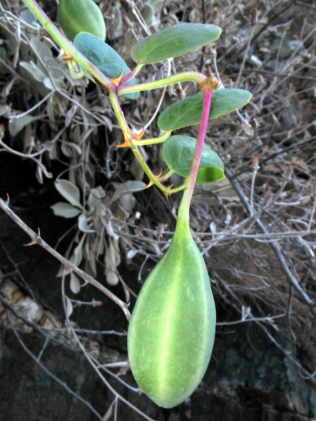 Изображение особи Capparis sicula.