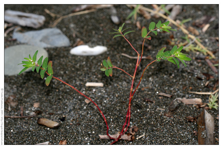 Изображение особи Euphorbia nutans.