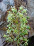 Rosularia glabra