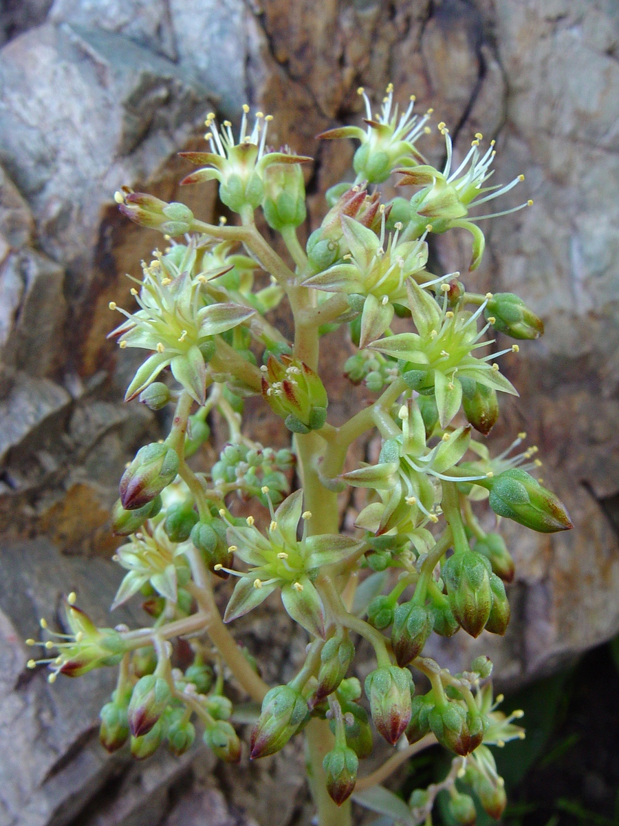 Изображение особи Rosularia glabra.