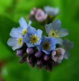 Myosotis butorinae